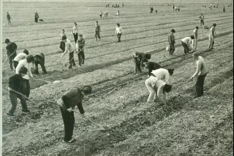 70年代农业生产